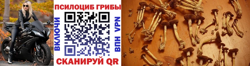 Галлюциногенные грибы GOLDEN TEACHER  наркошоп  Апшеронск 